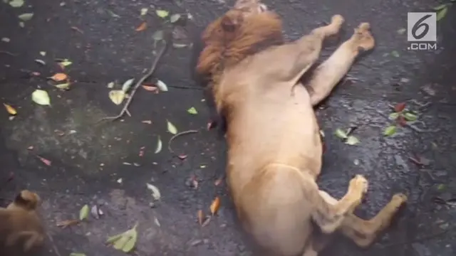 Seekor singa di kebun binatang Manila, Filipina mengaalami kejang. Insiden ini membuat para pengunjung kebun binatang terkejut.