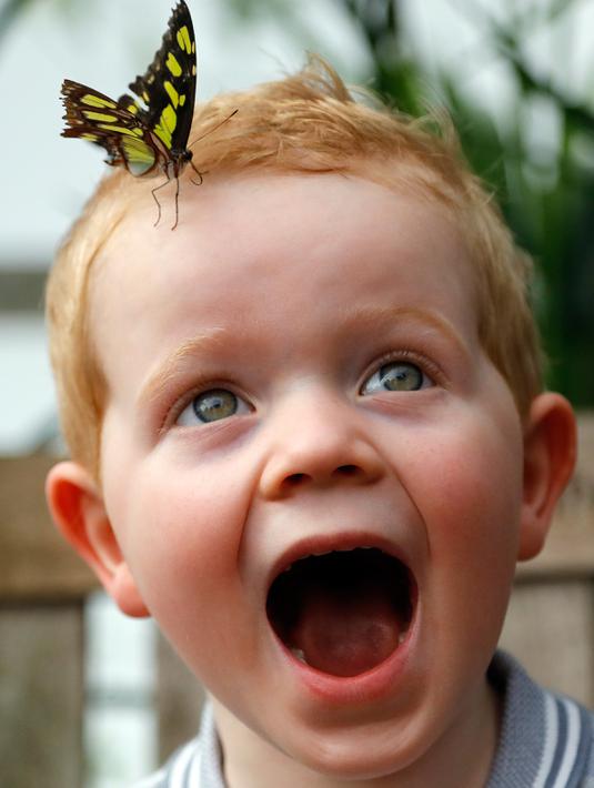 Ekspresi seorang anak yang bernama Luca saat kepalanya dihinggapi kupu-kupu di Museum Sejarah Alam di London, Inggris (30/3). (AP Photo / Frank Augstein)
