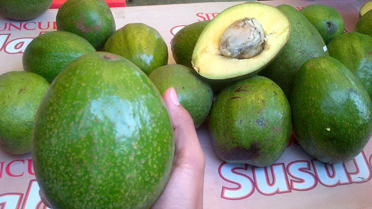 Super, Berat Sebuah Alpukat Ini Mencapai 1,8 Kg