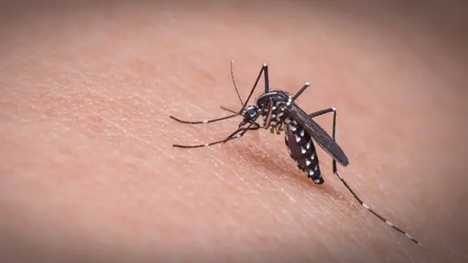 Pengendalian nyamuk demam berdarah/copyright Pixabay.com