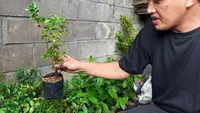 Rahasia Bibit Tabulampot yang Berbuah Lebat ala Perkebunan di Jogja, Berawal dari Akar yang Kuat