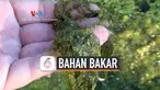 bahan bakar ganggang