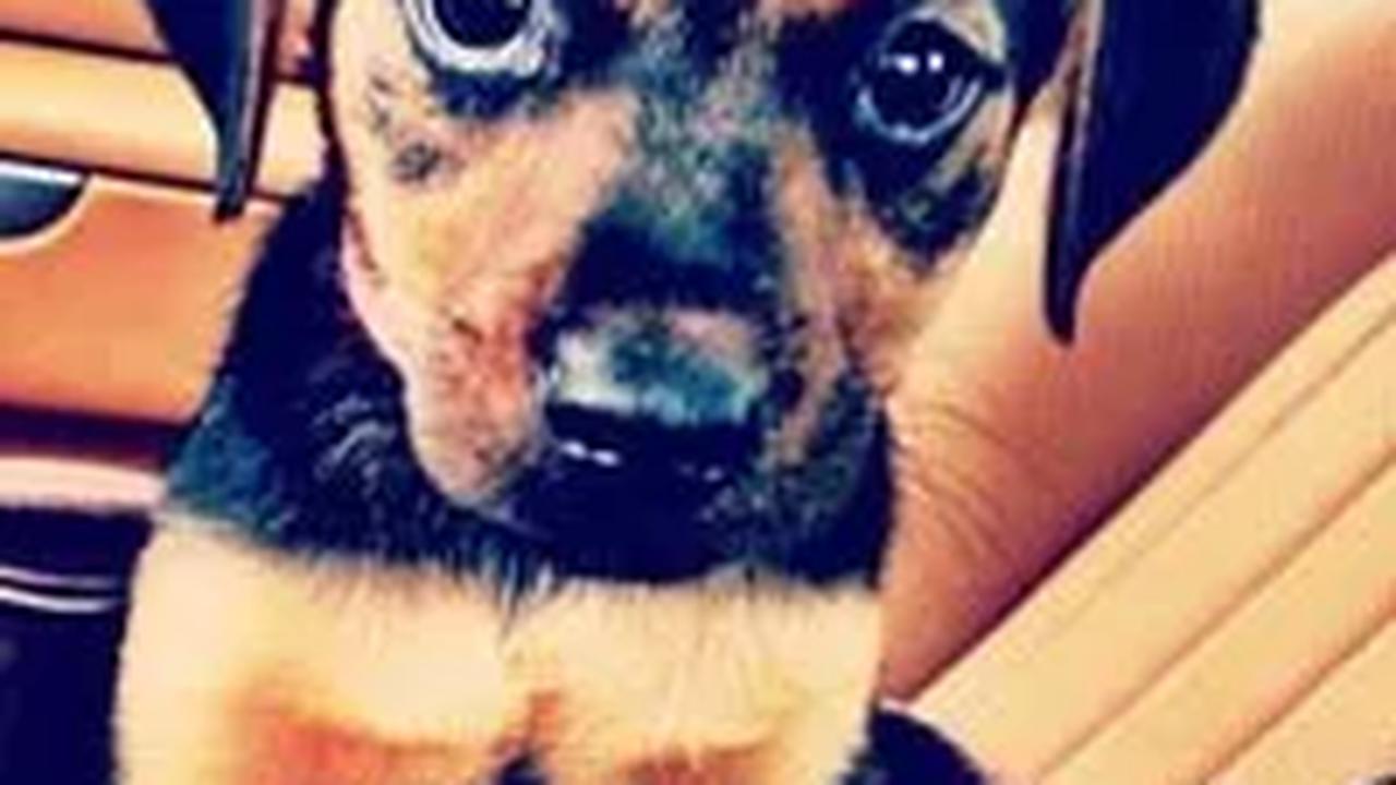Anjing