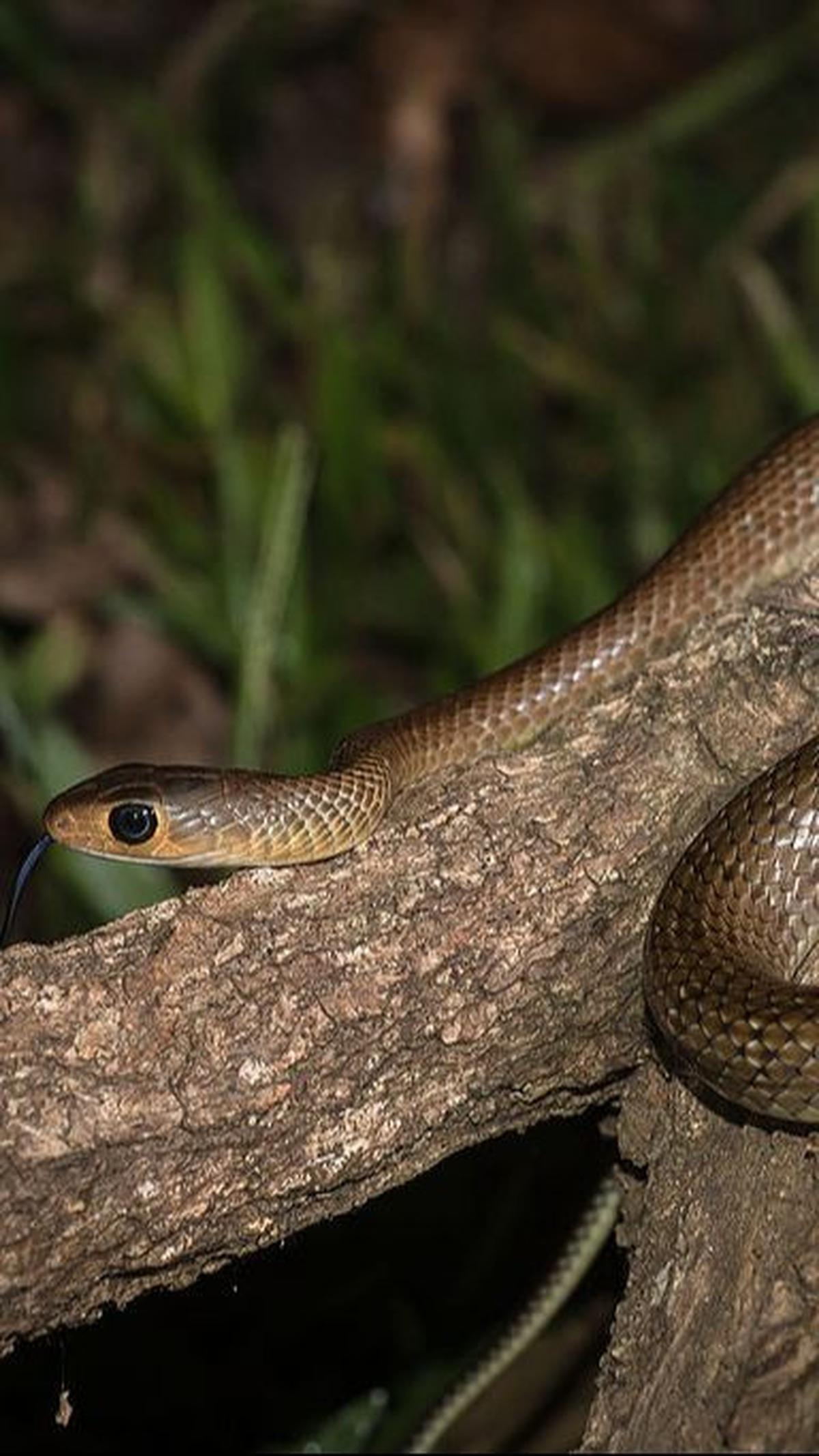 <b>4. Ular Koros (Ptyas Korros)</b>
