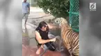Tanpa rasa takut, seorang pria memandikan harimau yang terlihat cukup agresif.