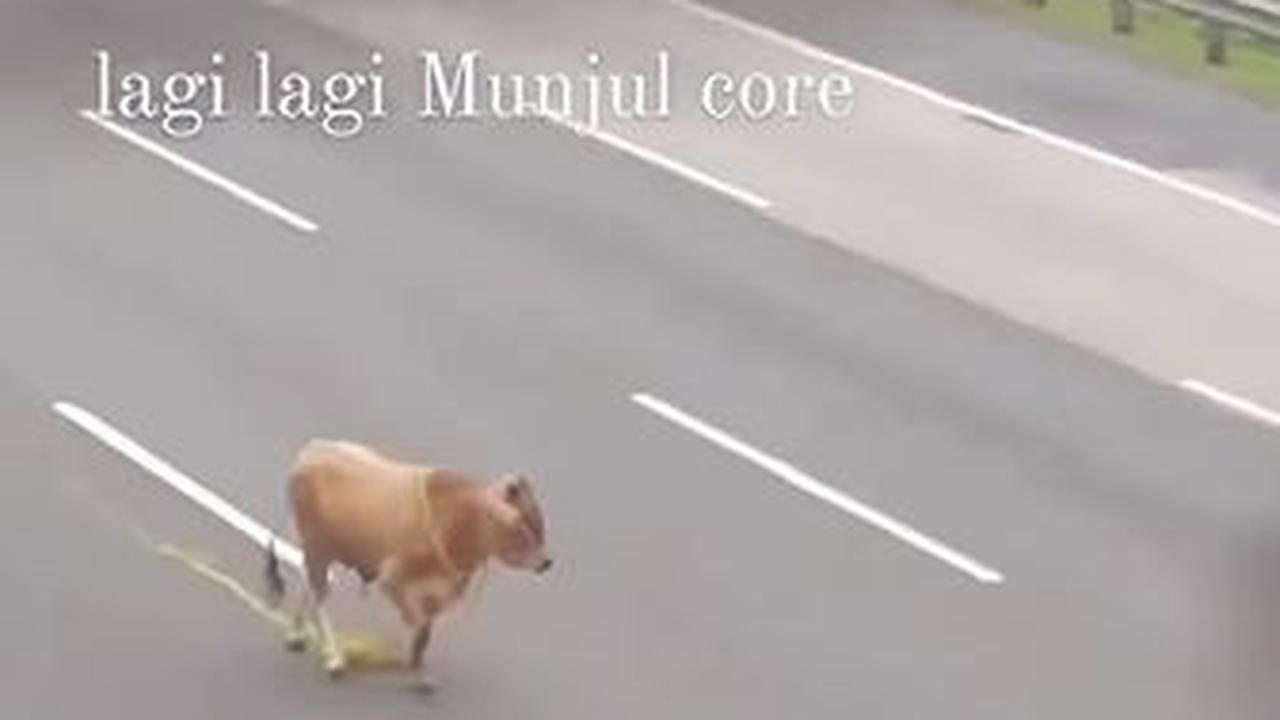 Petugas Tol Jagorawi Blokade Jalan Karena ada Sapi Kabur