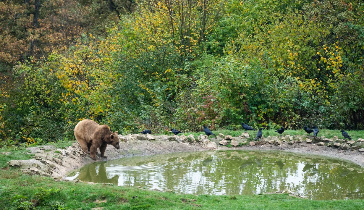 Di suaka beruang yang terletak di jantung Carpathians, Rumania, beberapa anak beruang baru saja tiba diyakini telah kehilangan induknya. (Mihai Barbu/AFP)