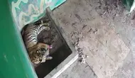 Kondisi harimau dipantau melalui kamera pengawas CCTV di Tempat Penyelamatan Satwa (TPS) Mendalo, Muaro Jambi, Jumat (23/5/2025). Harimau tersebut luka parah, tiga jari terancam diamputasi. (Liputan6.com/cctv BKSDA Jambi)
