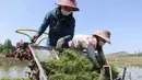 <p>Petani menanam padi menggunakan penanam bibit padi di Chongsan Cooperative Farm, Distrik Kangso, Nampho, Korea Utara, 9 Mei 2022. (AP Photo/Jon Chol Jin)</p>