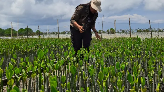 Romana Rebo memantau bibit mangrove yang ia tanam bersama puluhan ibu-ibu di Desa Berakit, Kabupaten Bintan. (Liputan6/ Novia Harlina)
