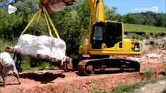 Kerangka  spesies dinosaurus pemakan tumbuhan ditemukan di Brasil. Spesies ini diperkirakan hidup lebih dari 225 juta tahun yang lalu.