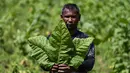 Seorang petani menunjukkan daun tembakau di perkebunan tembakau di Kuta Cot Glie, provinsi Aceh (6/1/2022).  Kementerian Keuangan menaikkan tarif CHT terhitung 1 Januari 2022 rata-rata 12 persen dengan dasar pertimbangan untuk pengendalian konsumsi rokok masyarakat. (AFP/Chaideer Mahyuddin)
