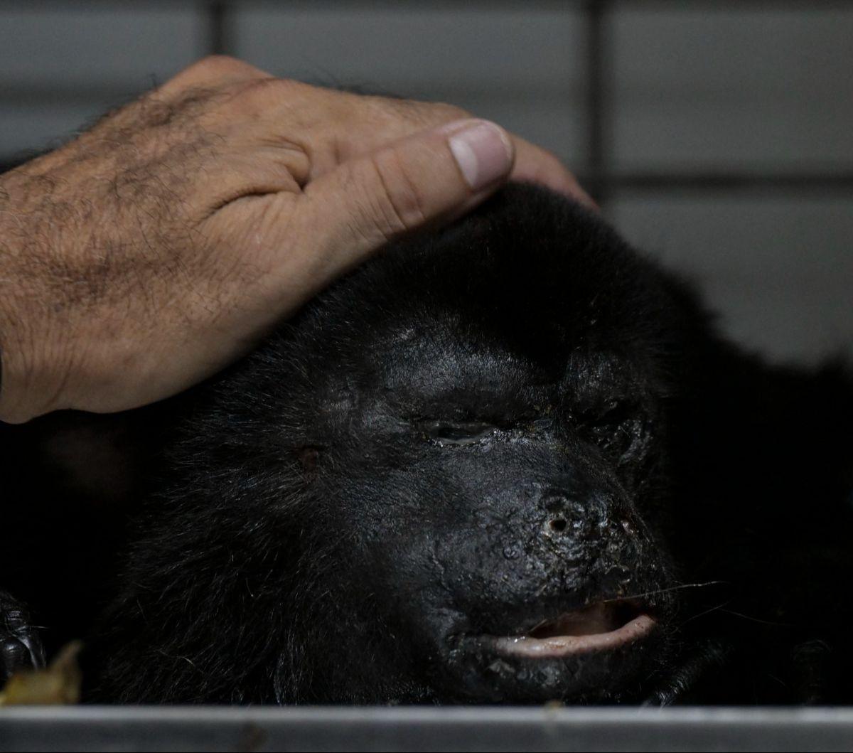 Dokter hewan Victor Morato memeriksa kondisi seekor monyet howler (Alouatta pigra) yang mendapatkan perawatan di Comalcalco, Negara Bagian Tabasco, Meksiko, pada 20 Mei 2024. Puluhan monyet howler liar, spesies&nbsp;yang dianggap terancam punah, ditemukan