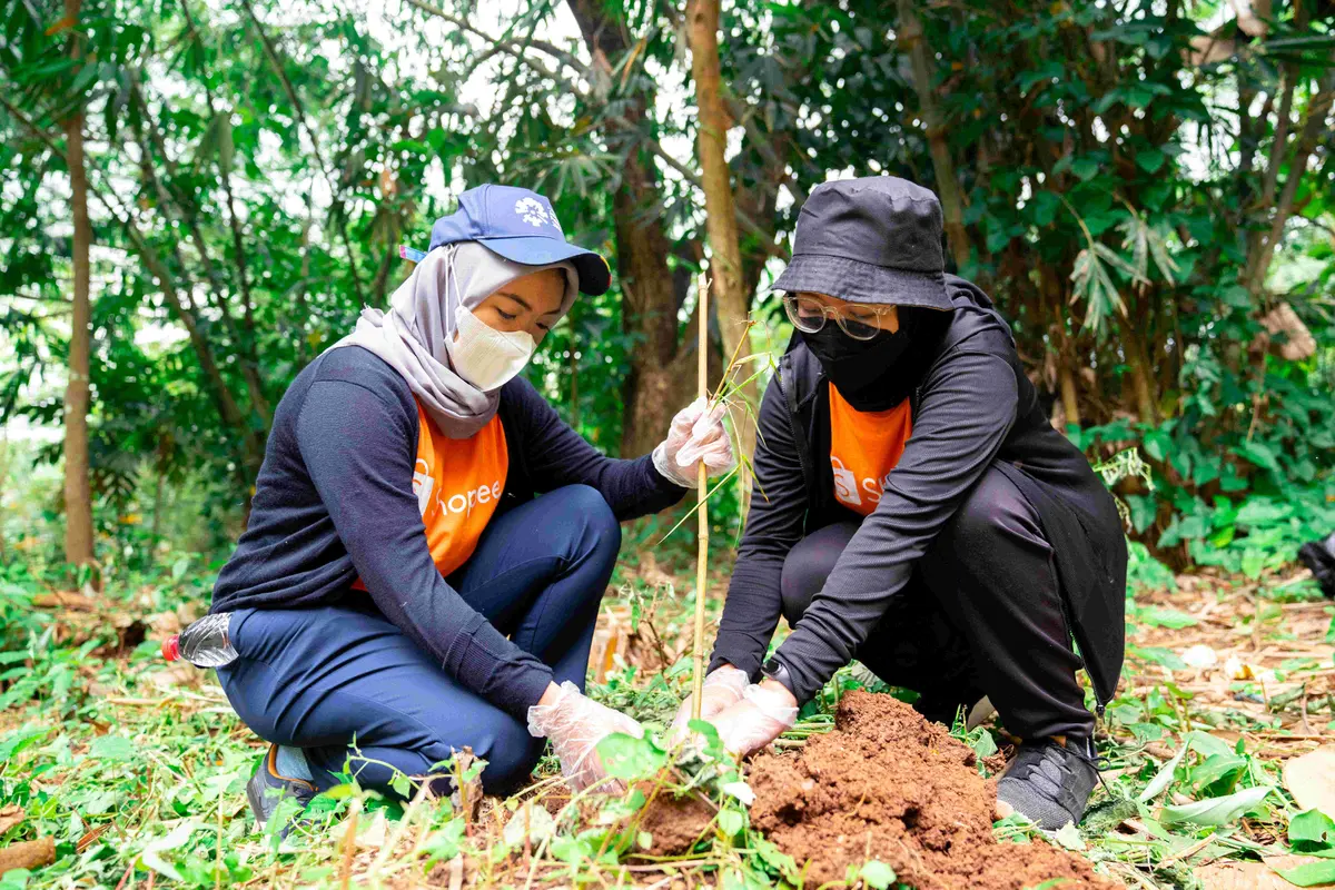 Penanaman pohon bambu
