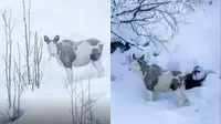 Moose Piebald&nbsp;muncul di Norwegia (Foto: Thomas M&oslash;rch)