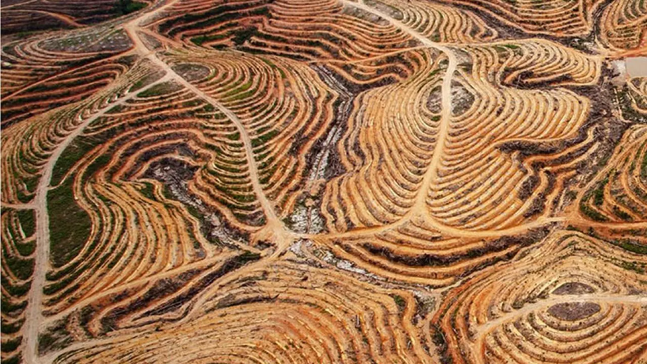 Deforestasi