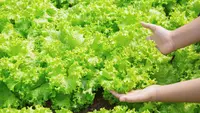 9 Sayuran Paling Cuan untuk Kebun Ibu-Ibu, Cepat Panen dan Mudah Dijual