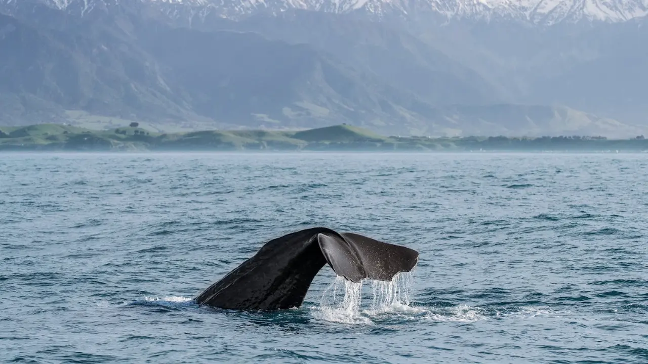 Whale Watching, Kaikoura