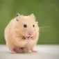 Ilustrasi hamster (iStock)