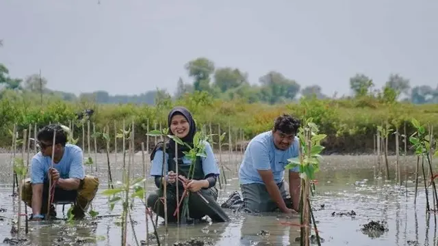 PTFI Tanam 50 Ribu Mangrove di Gresik, Dukung Pelestarian Ekosistem Pesisir