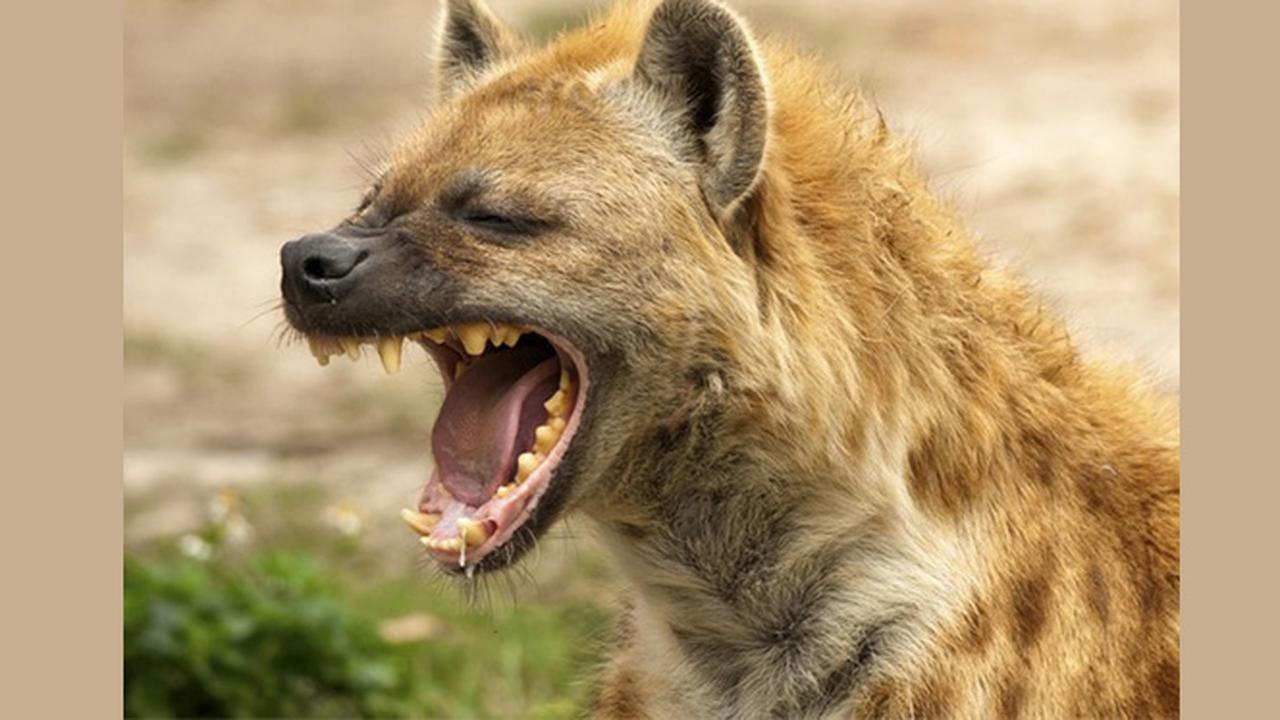 6 Hewan yang Punya Gigitan Paling Kuat