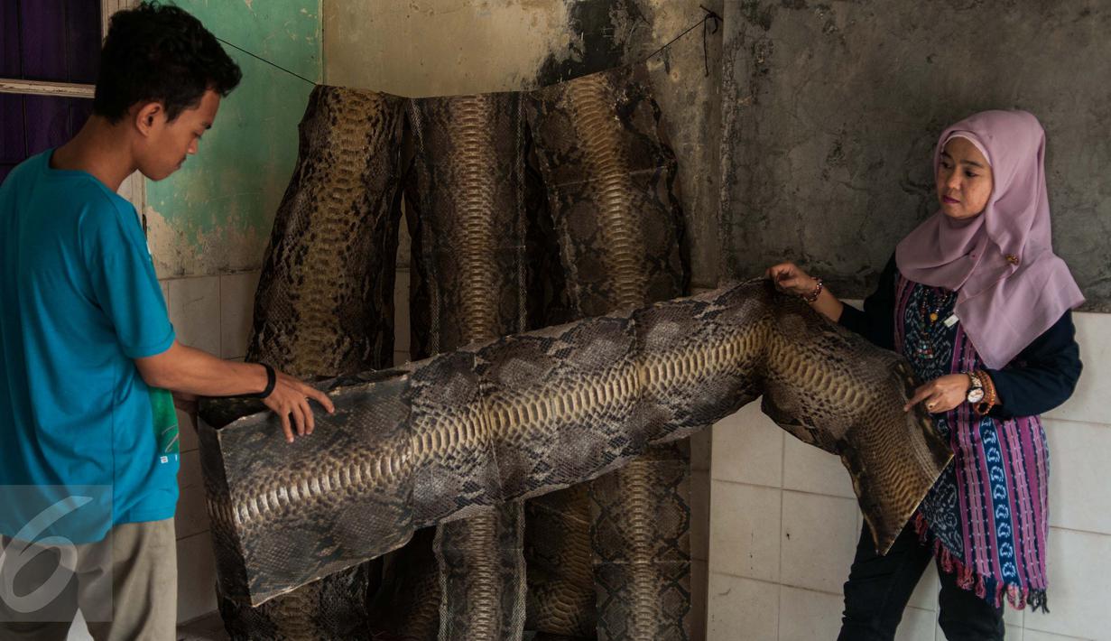 Pekerja saat akan menjemur kulit ular untuk pembuatan hasil kerajinan tangan di bengkel kerja, Cibitung, Jawa Barat, Jumat (24/3). Bahan kulit reptil tersebut diperoleh dari beberapa tempat di daerah Sumatera. (Liputan6.com/Gempur M Surya)