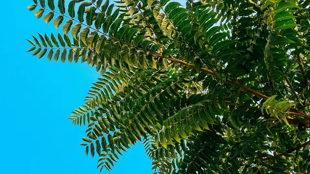 Pohon Nimba