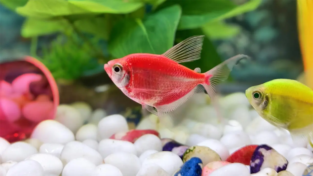 Ikan Glofish