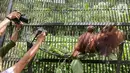 Induk orangutan, Eva memeluk bayi bernama Fitri di Taman Safari Indonesia Cisarua, Bogor, Jawa Barat, Rabu (27/5/2020). Fitri, bayi Orangutan Kalimantan berjenis bertina lahir pada hari Senin (25/5) pukul 05.00 WIB dalam suasana Hari Raya Idul Fitri 1441 H. (Liputan6.com/Fery Pradolo)