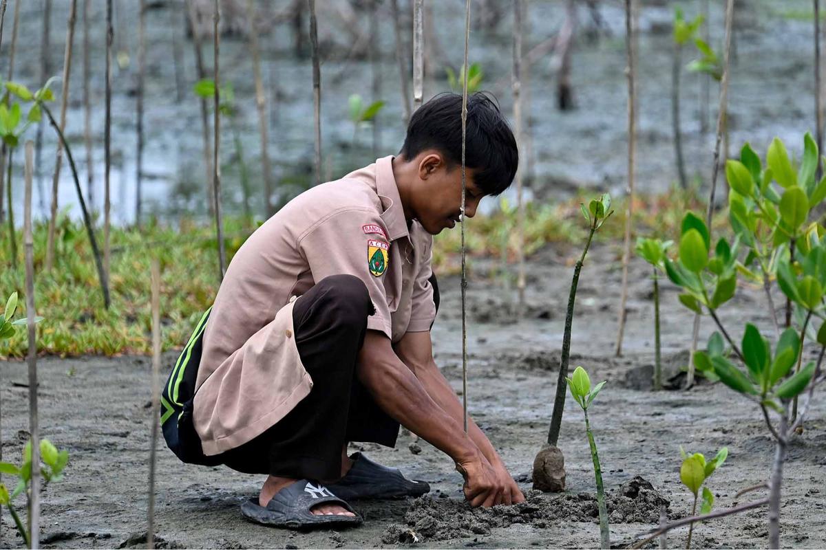 FOTO: Aksi Pelajar Aceh Menanam Mangrove Sambut Hari Sumpah Pemuda