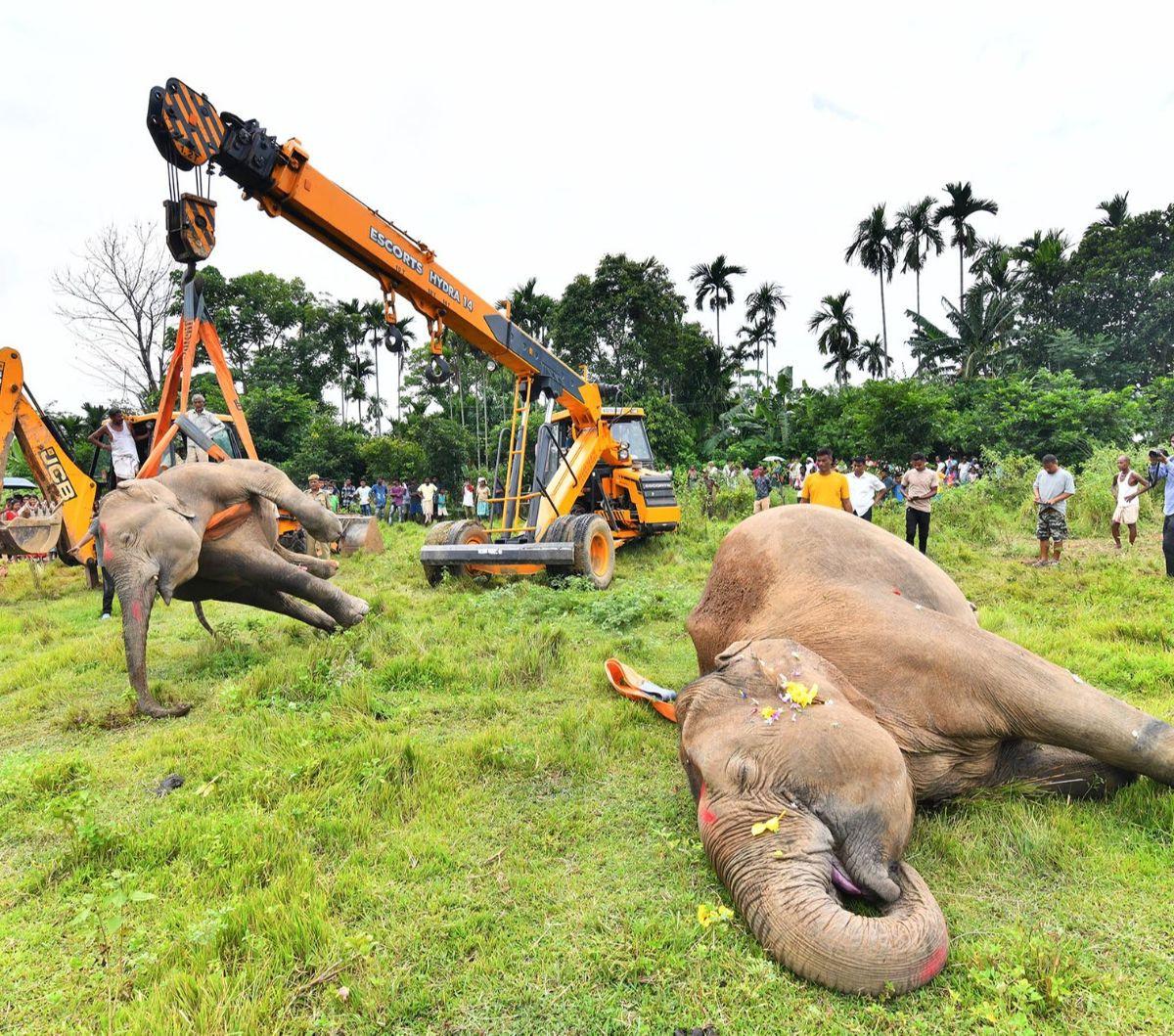 Peristiwa tragis menimpa seekor induk gajah dan dua anaknya di India. Ketiga gajah malang itu tewas tersetrum listrik tegangan tinggi ketika meninggalkan hutan untuk mencari makan.
