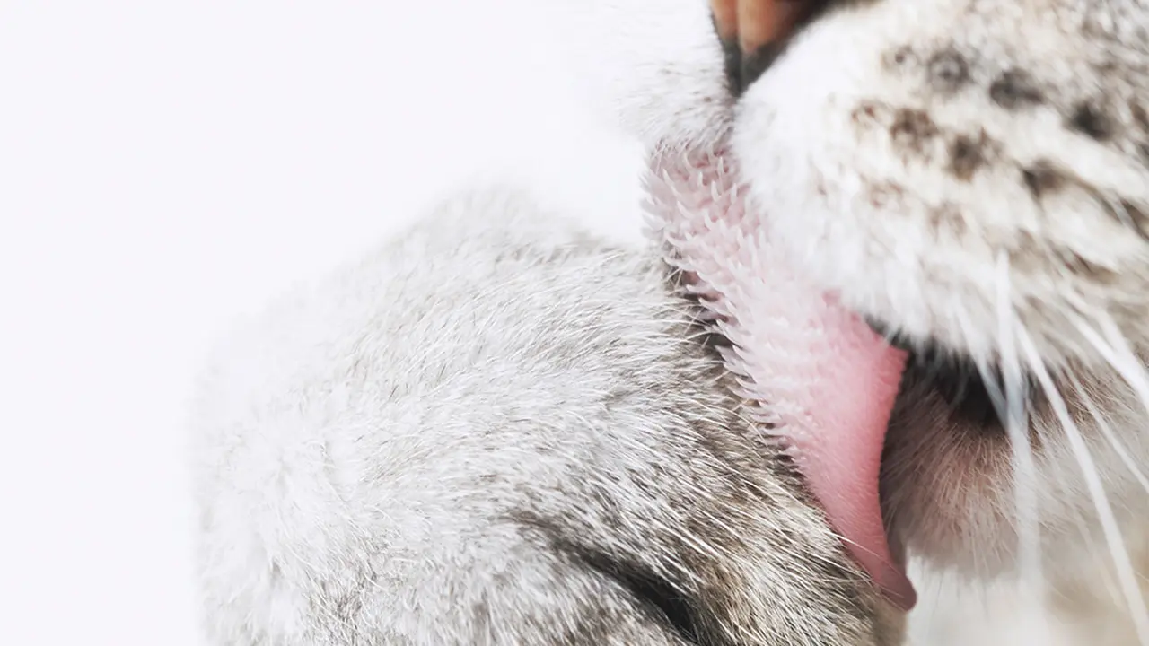 Ilustrasi lidah kucing