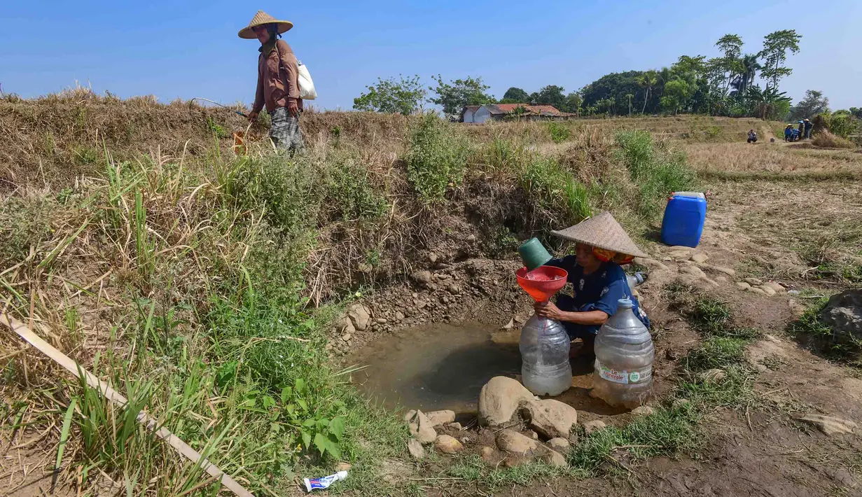 Warga mengambil air untuk kebutuhan sehari-hari pada kubangan bekas sawah di  kawasan Weninggalih, Jonggol, Jawa Barat, Selasa, 25 Agustus 2026. (KLY/ Arie Basuki)
