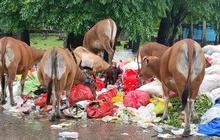 Fakta Miris Buruknya Penanganan Sampah di Kupang, Sampai Dimakan Sapi dan Kambing