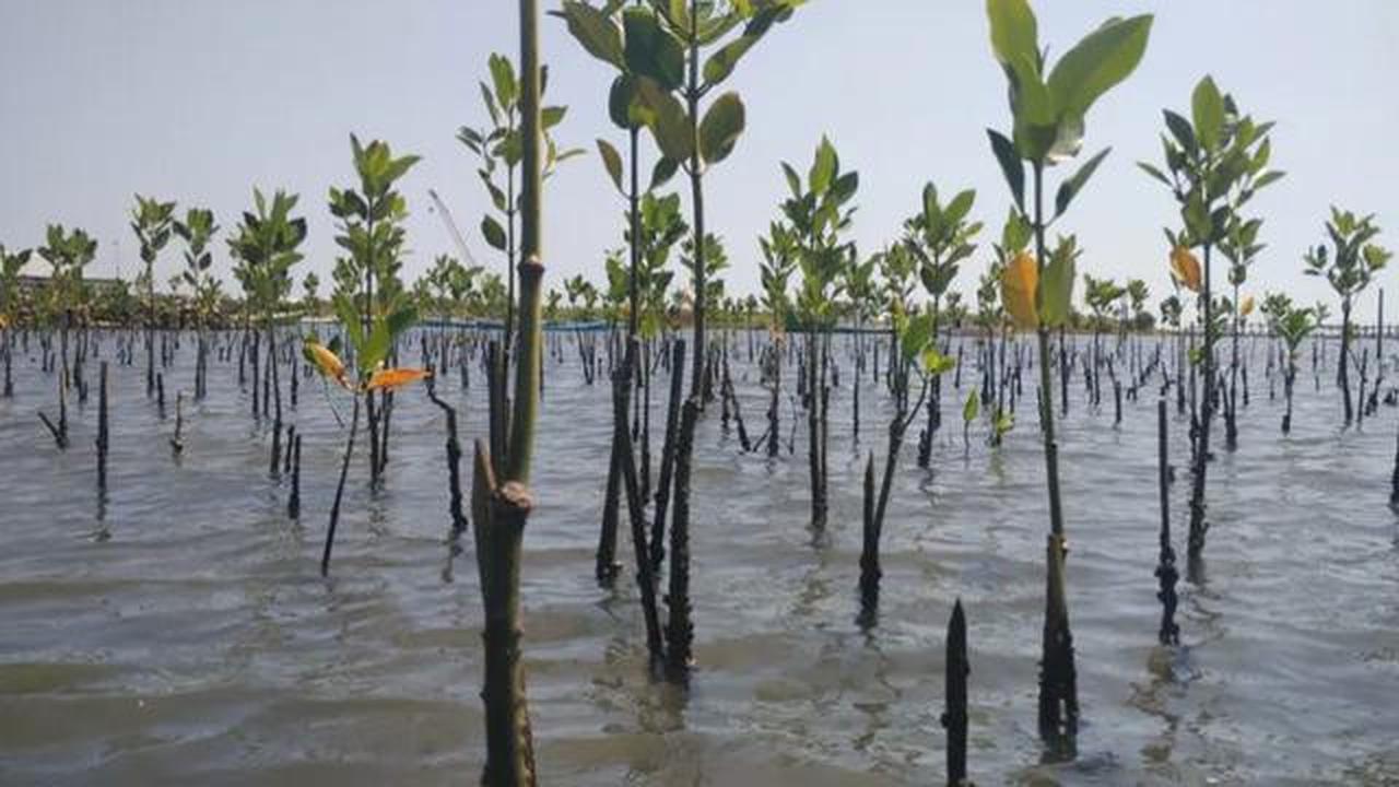 Hari Menanam Pohon, 16.000 Mangrove Ditanam Bertahap di Kawasan Pesisir Indonesia