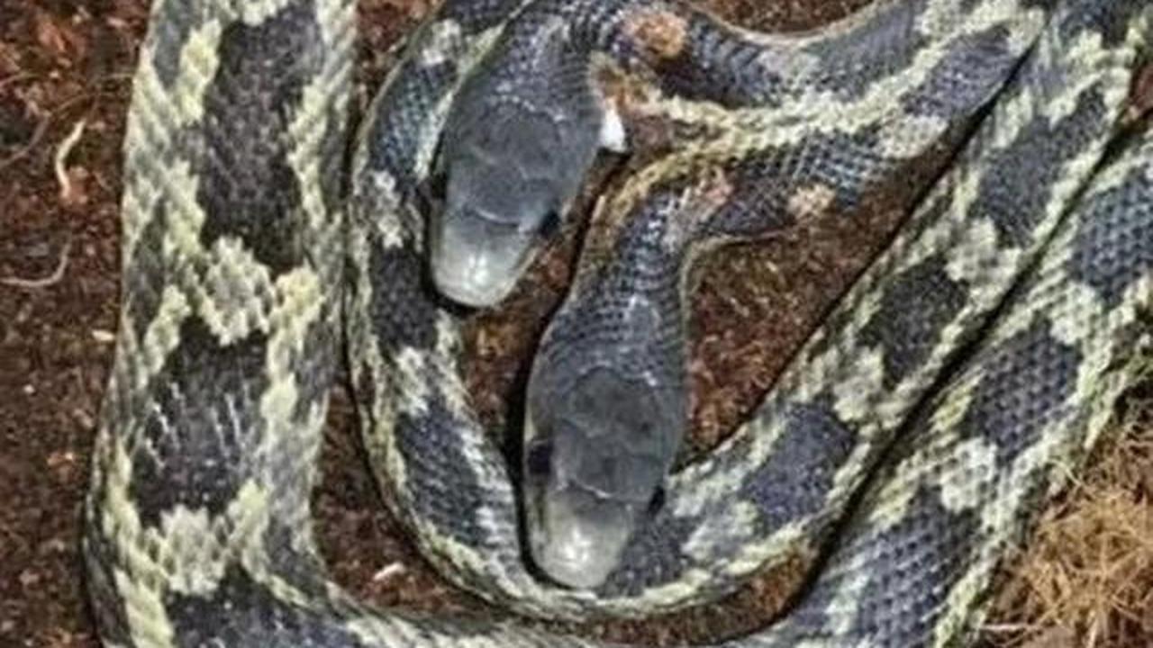 Mengapa Ular Baik untuk Kebun? Berikut 7 Manfaat Ekologis dan Cara Aman Menghadapinya di Halaman Rumah