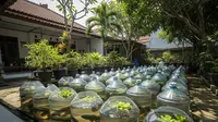 Kenapa Ikan Gabus di Galon Sering Loncat? Ini 5 Penyebab dan Solusi Ampuhnya