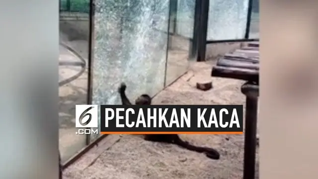 Kaca pelindung kebun binatang Zhengzhou, China retak karena dipukul menggunakan batu oleh monyet jenis capuchin. Insiden ini membuat beberapa pengunjung panik.