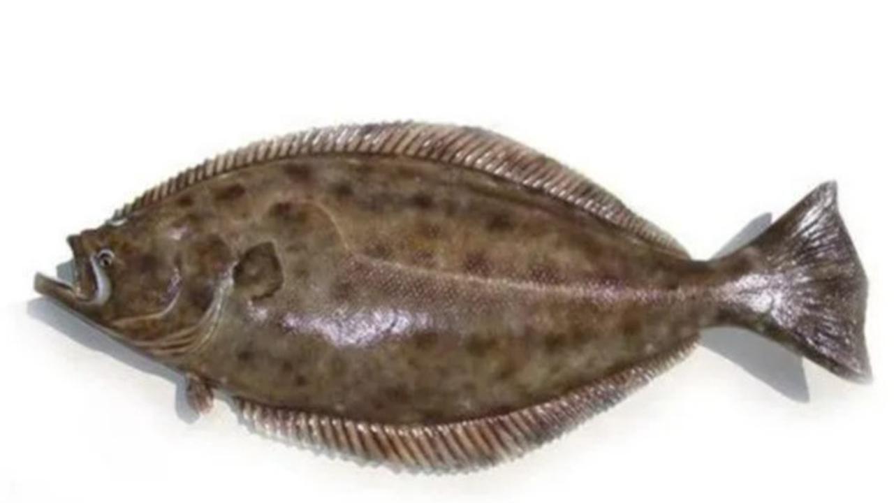 Ikan Halibut
