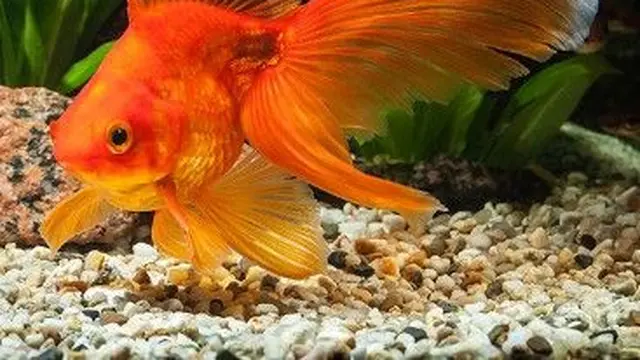 Ilustrasi Ikan Mas Koki Insang Keriting (Foto: aquariumadviser.com/pinterest)