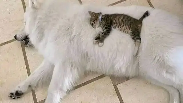 10 Potret Akrab Anjing dan Kucing yang Jadi Sahabat, Pelukan Waktu Tidur