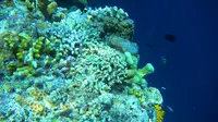 Menikmati Pesona Keindahan Pulau Siladen, Surga Bahari di Sulawesi Utara