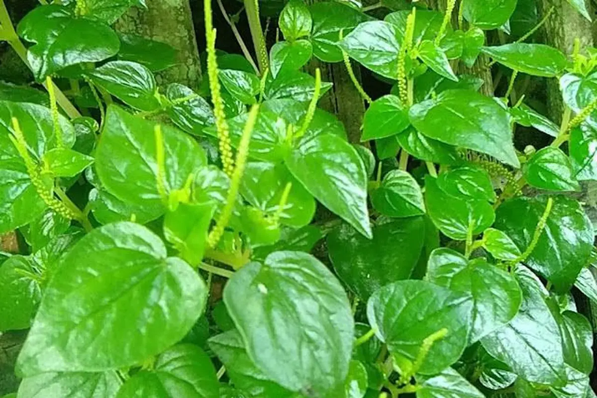 Daun Sirih Cina. (foto: Pinterest/Info Pertanian).