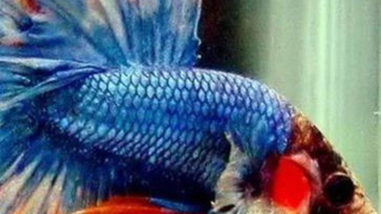 6. Ikan Cupang Serit