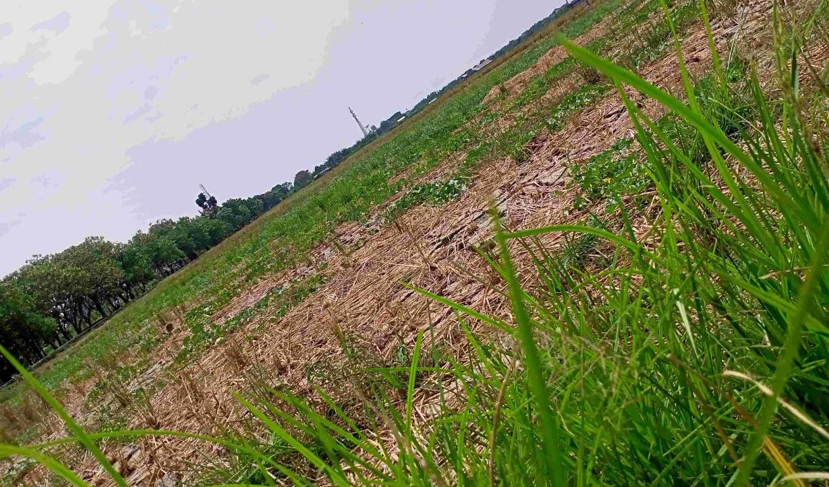 Area persawahan di Rorotan tak cuma digunakan untuk menanam padi. Ada areal khusus menanam sayur-mayur seperti kangkung.&nbsp;<br>