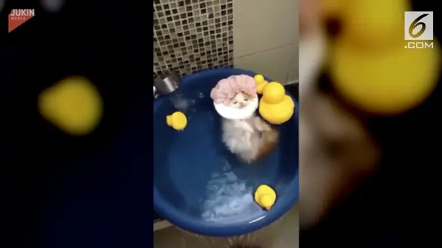 Aksi kucing yang satu ini begitu menggemaskan. Bagaimana tidak, si kucing berendam di bak mandi layaknya manusia. Lihat videonya di sini!
