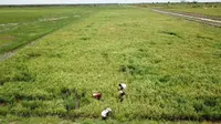 Proyek Gagal? Petani Ini Mulai Rasakan Manfaat dari Program Food Estate