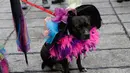Seekor anjing duduk sebelum bergabung dalam parade Hari Orang Mati di Mexico City, Meksiko, Sabtu (26/10/2019. Para peserta dalam parade ini mengenakan kostum dan melukis wajah mirip dengan tokoh tengkorak Meksiko yang ikonik, Catrina. (AP Photo/Ginnette Riquelme)