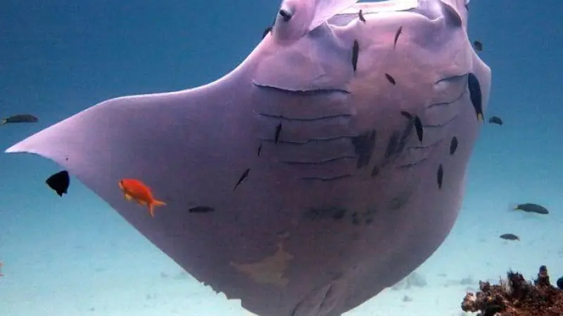 Pari Manta Langka Berwarna Pink Terekam di Great Barrier Reef