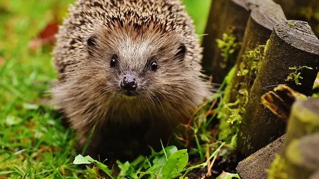Ilustrasi landak mini